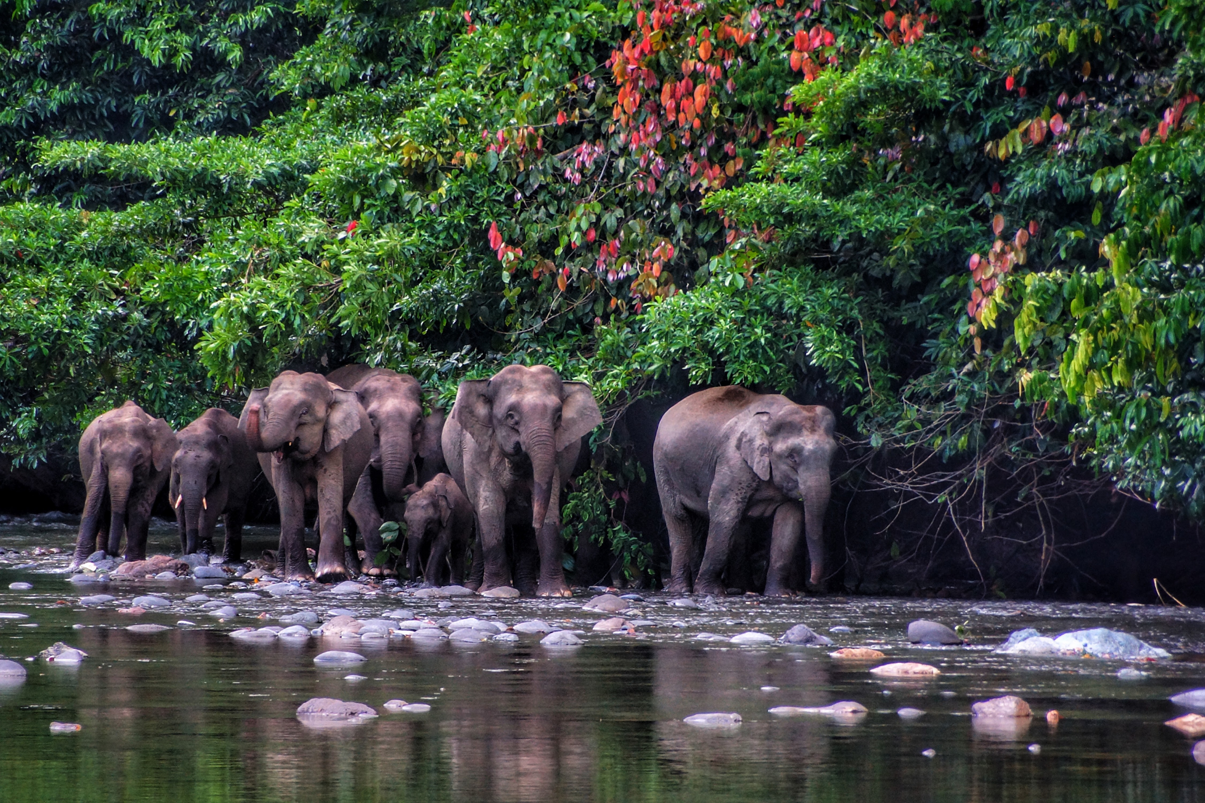 semenggoh nature reserve (3).webp